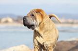 SHAR-PEI 776